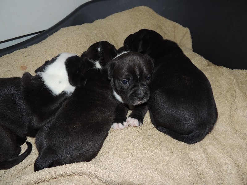 des crocs de manba - Staffordshire Bull Terrier - Portée née le 07/02/2016